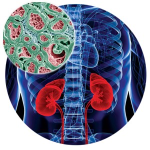 Illustration of the kidneys
